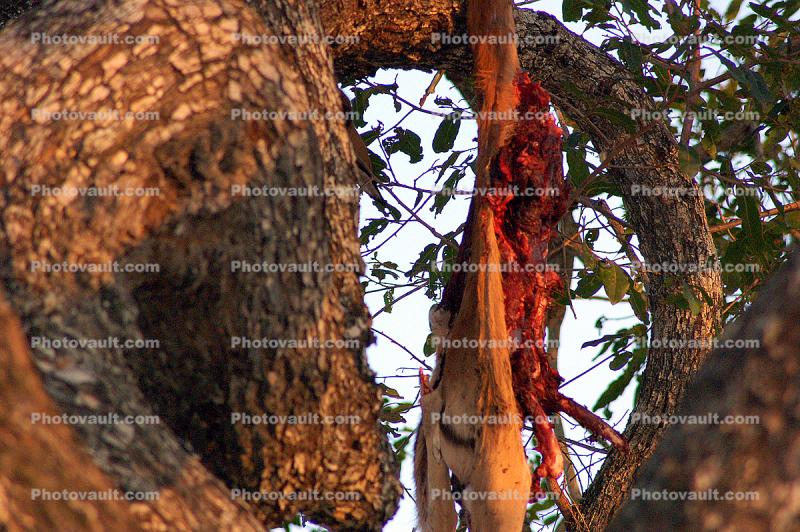 dead meat hanging from a tree, kill, antelope