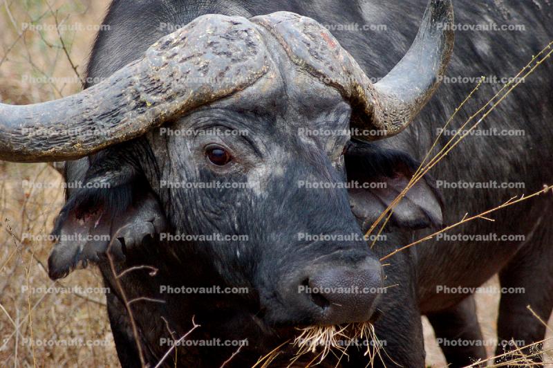 Water Buffalo, Face, Horns