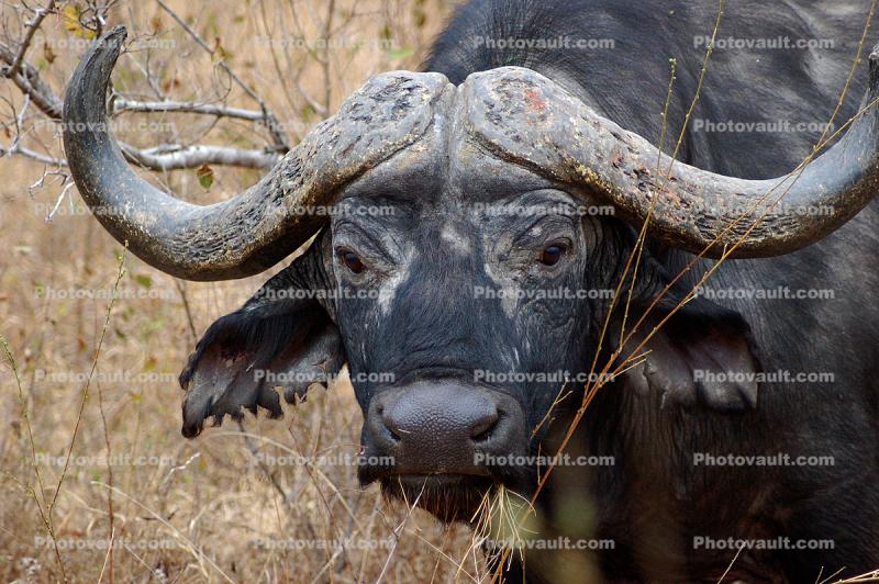 Water Buffalo, horns, face