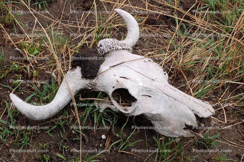 Water Buffalo Skull, Horns
