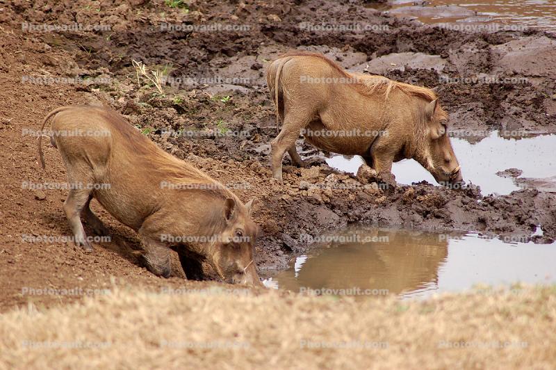 Warthog, Watering Hole