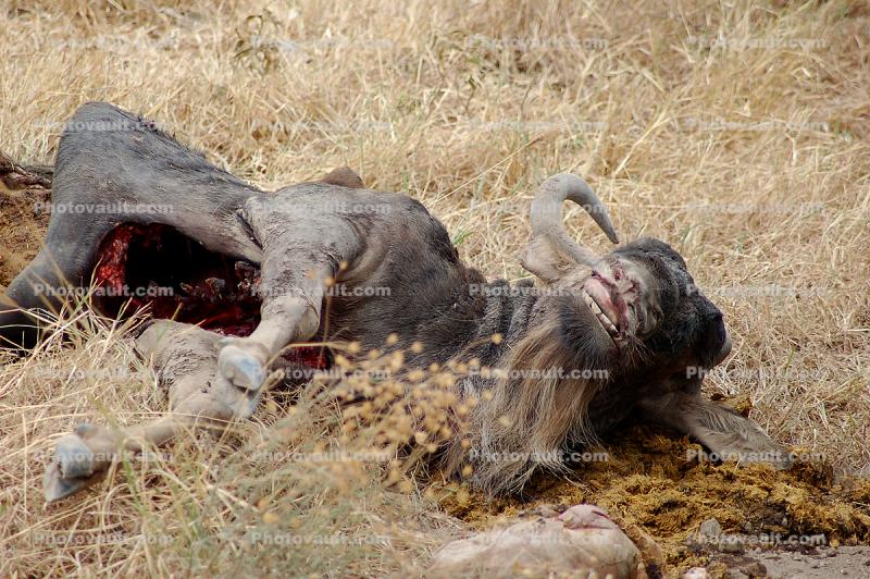 Buffalo Carcass