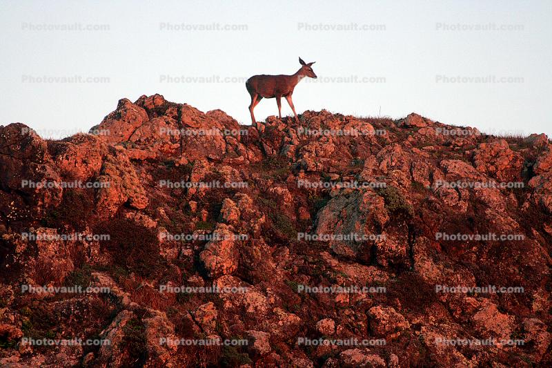 Deer, Sonoma County, California