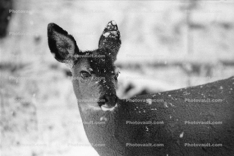 Deer, Mount Rainier National Park, Washington