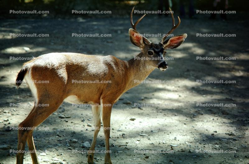 Deer Buck, Bon Tempe Lake, Marin County, California