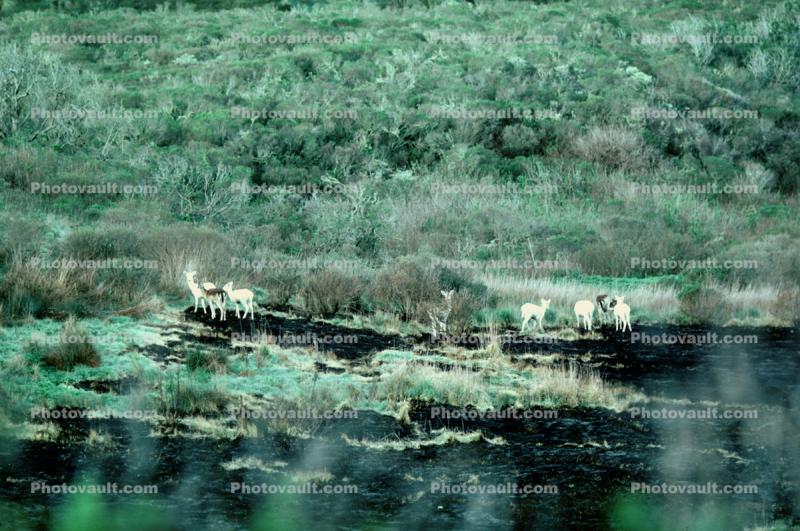 The White Deer of Point Reyes