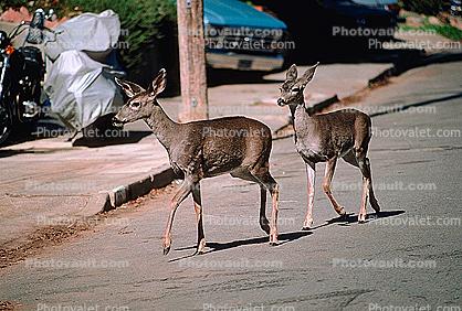 Deer, Elm Street, San Anselmo