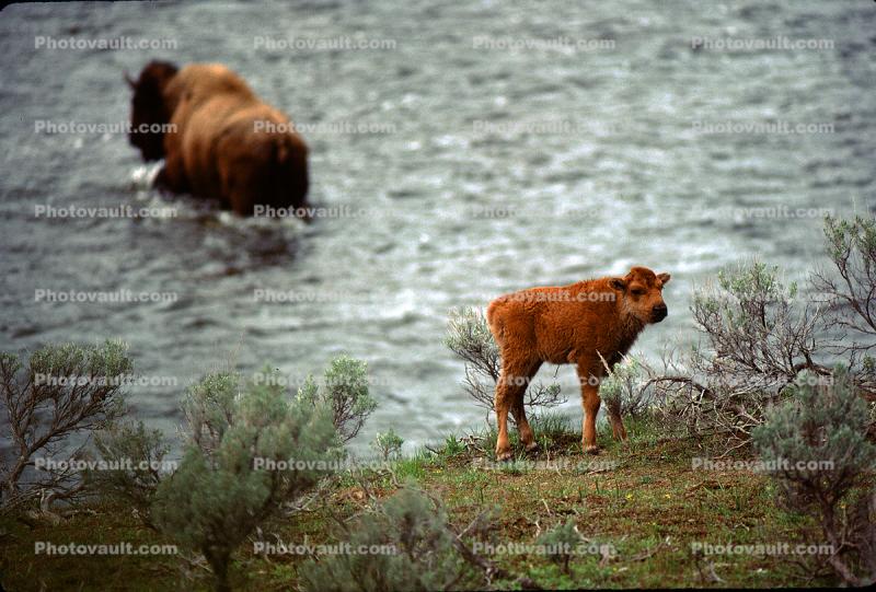 Buffalo and her Calf, River, Water