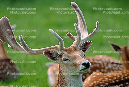 deer, Holland