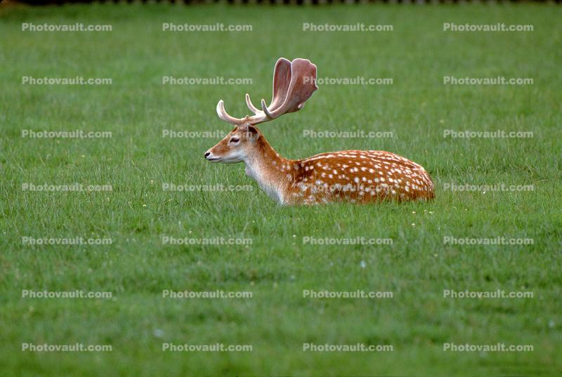 Fallow deer, speckled, Holland