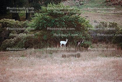 White Deer of Point Reyes