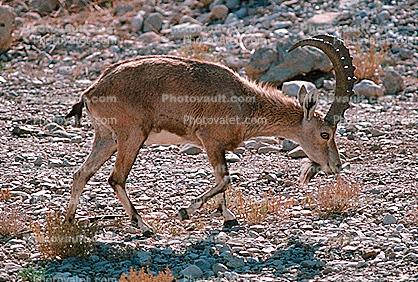 Nubian ibex, Ein Gedi, Dead Sea, Bovidae, Caprinae, Goat