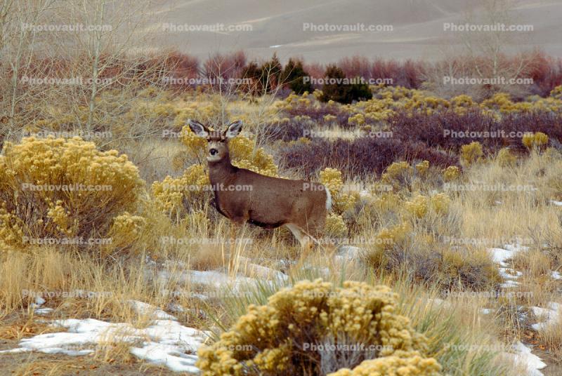 Deer Doe, Snow, Great Sand Dunes National Park and Preserve, Colorado, USA