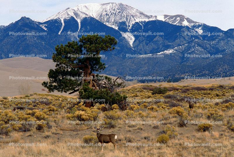 Deer Doe, Mountains, Tree, Great Sand Dunes National Park and Preserve, Colorado, USA