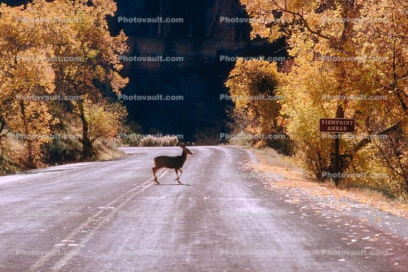 Deer, Crossing the Road, Fall Colors, Autumn, Trees, Vegetation