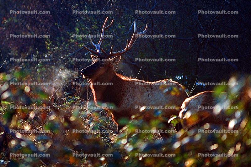 Roosevelt elk Buck, Cervus canadensis roosevelti, Ruminantia, Cervidae, Cervinae