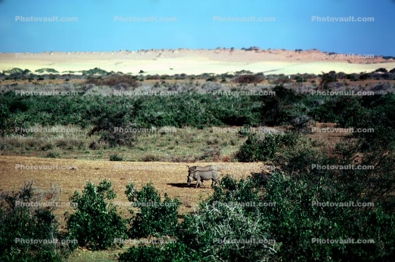 Warthog, Somalia