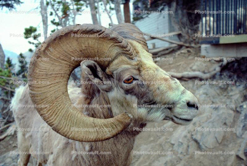 Bighorn Ram Sheep, Horns, (Ovis canadensis), Banff