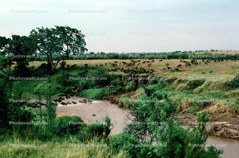 Wildebeest crossing a river, savanna