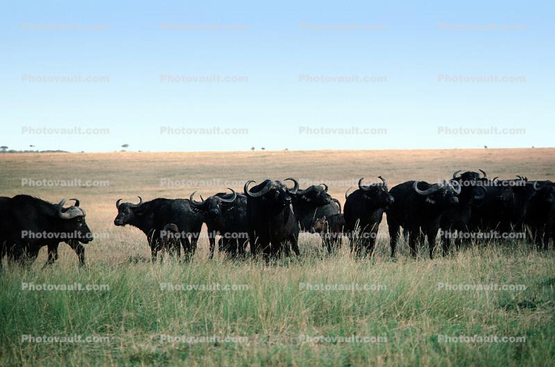 African Buffalo, (Syncerus caffer), African Plains