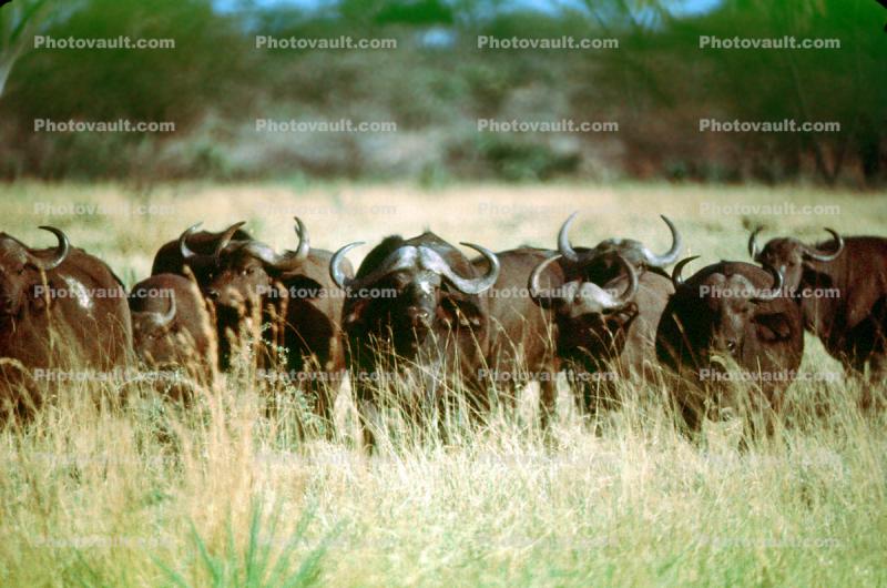 African Buffalo, (Syncerus caffer), African Plains