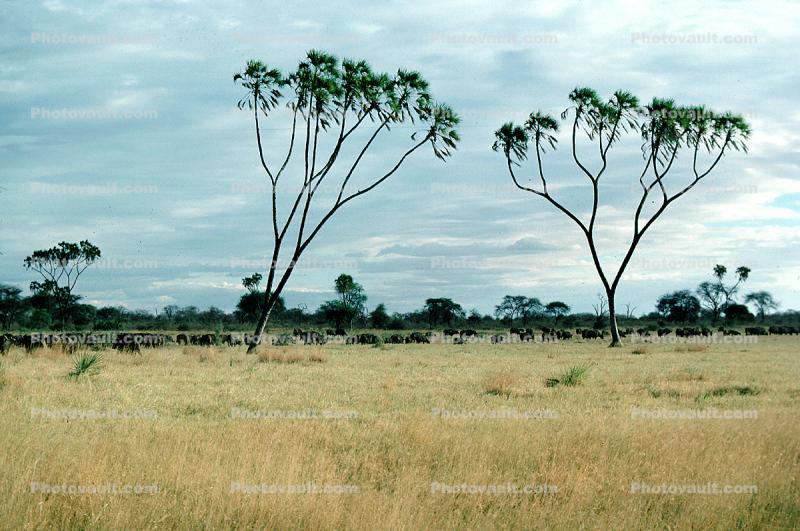African Plains