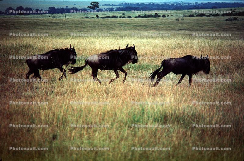 Wildebeest, African Plains