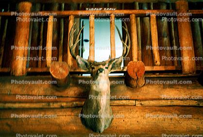 deer, antlers, balcony