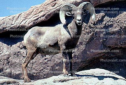 Ram, horns