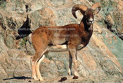 Ram, Mountain Goat, horn