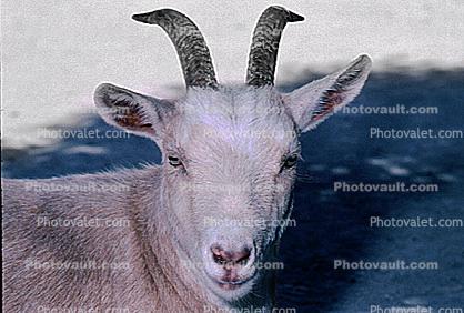 Goat, horns