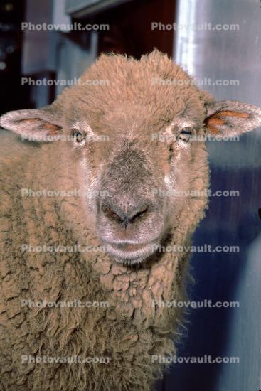 Sheep, Wool, Eyes