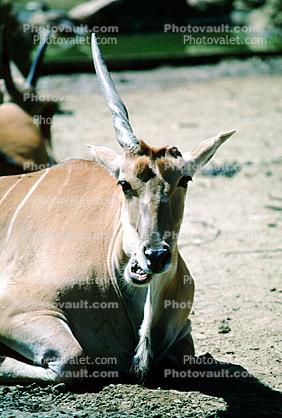 Common eland, (Taurotragus oryx), Bovidae, Bovinae, antelope, horn