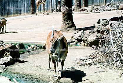 Common eland, (Taurotragus oryx), Bovidae, Bovinae, antelope, horn