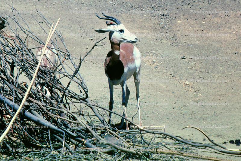 Dama Gazelle, (Nanger dama ruficollis), Azella dama, Bovidae, Antilopinae, horns