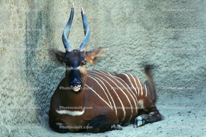 Lowland Bongo, (Tragelaphus eurycerus), Bovidae, Bovinae, horns