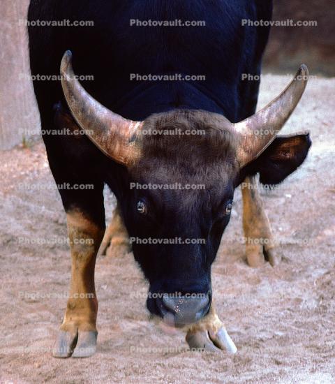 Gaur, Indian bison, (Bos gaurus), Bovidae, Bovinae, endangered species