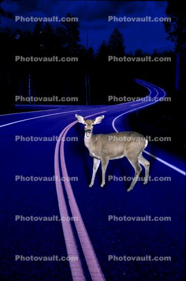 Deer Caught in the Headlights