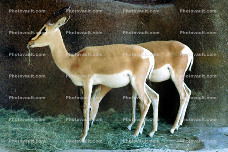 Nubian Soemmering's Gazelle, (Nanger soemmerringii soemmerringii), Bovidae, Antilopinae, Antelope, Gazella