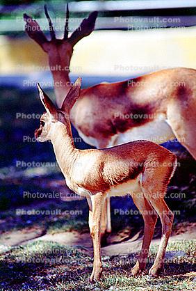 Cuvier's Gazelle, (Gazella cuvieri), Bovidae, Gazella, gazelle, endangered
