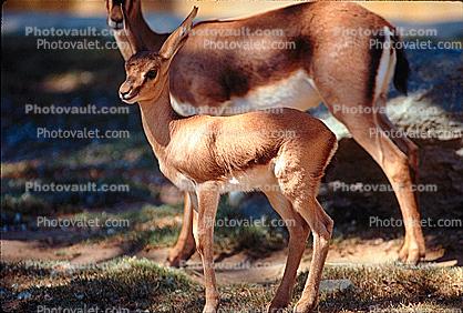 Cuvier's Gazelle, (Gazella cuvieri), Bovidae, Gazella, gazelle, endangered