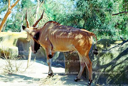 Eastern Giant Eland, (Taurotragus derbianus gigas), Bovidae, Bovinae, savanna antelope