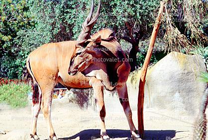 Eastern Giant Eland, (Taurotragus derbianus gigas), Bovidae, Bovinae, savanna antelope