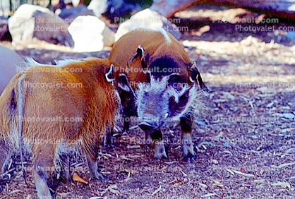 Red River Hog, (Potamochoerus porcus porcus), Suidae, pig, central western Africa