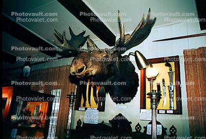 Bull Moose, antlers, taxidermy