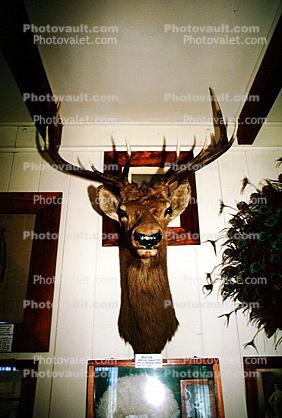 Deer Buck, antlers, taxidermy