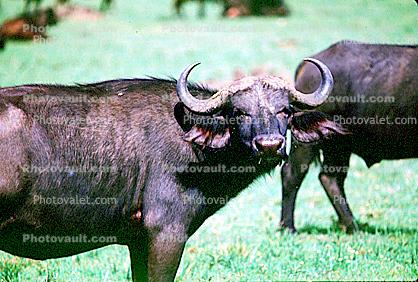 Water Buffalo, Arusha, Tanzania