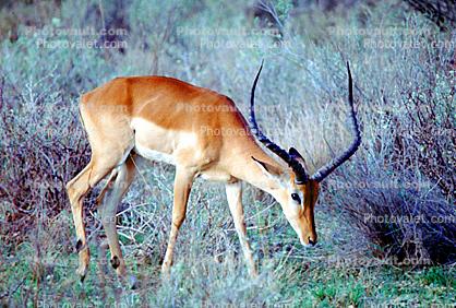Antelope, Kenya
