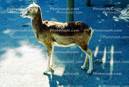 Mouflon Sheep, (Ovis musimon), Bovidae, Caprinae, horns
