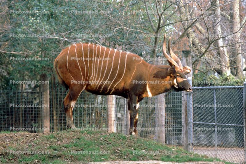 Bongo, (Tragelaphus eurycerus), Antelope, spiralled horns